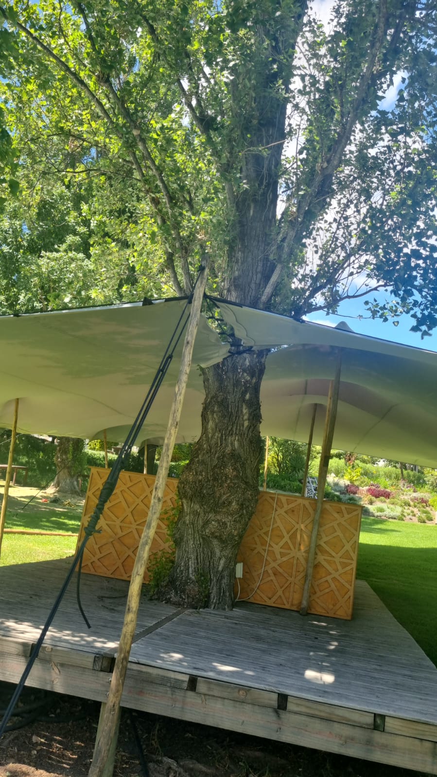 Stretch tent fitted around a mature tree